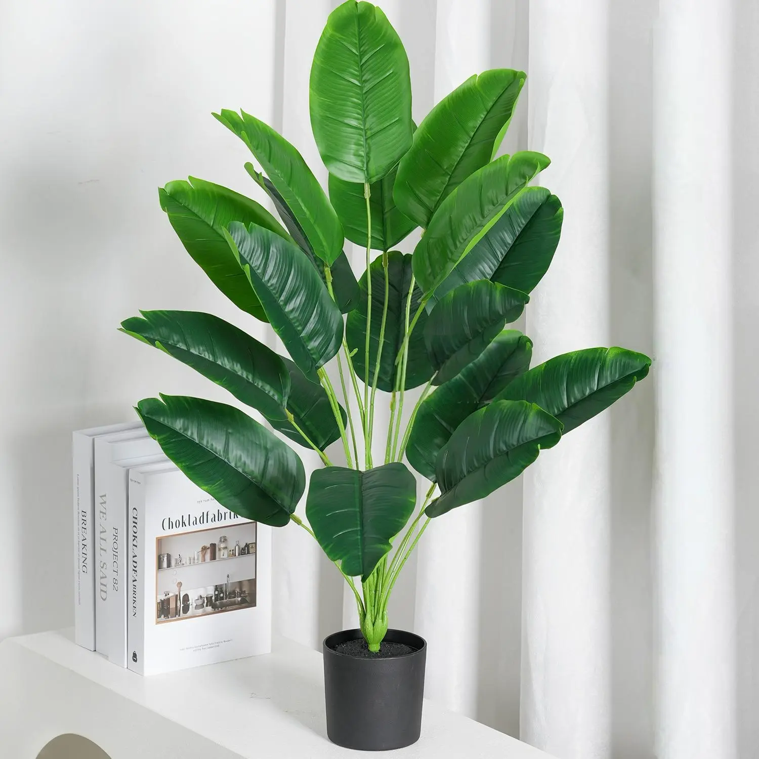 Canna Lily with a Black Flower Pot