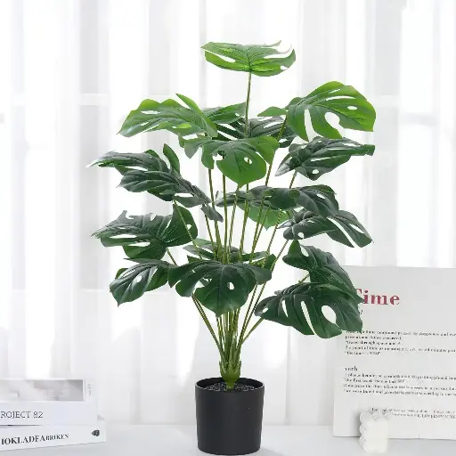 Monstera Leaf with a Black Flower Pot