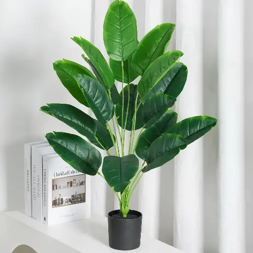 Canna Lily with a Black Flower Pot