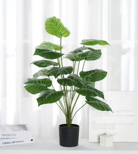 Taro Leaf with a Black Flower Pot