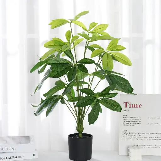 Money Tree with a Black Flower Pot